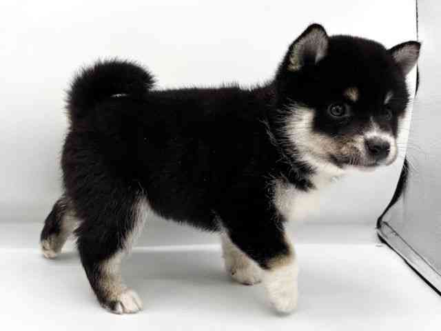 大阪府の柴犬(標準サイズ) (ひごペットフレンドリーららぽーとEXPOCITY店/2025年8月23日生まれ/男の子/黒)の子犬の2枚目の画像