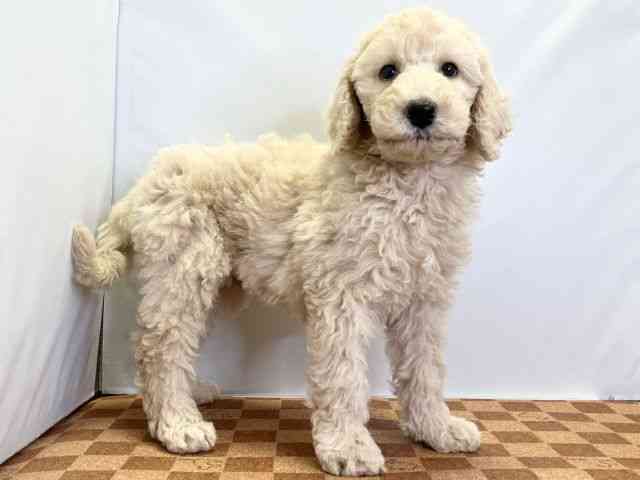 愛媛県のスタンダードプードル (ひごペットフレンドリーエミフルMASAKI店/2025年8月23日生まれ/男の子/クリーム)の子犬の2枚目の画像