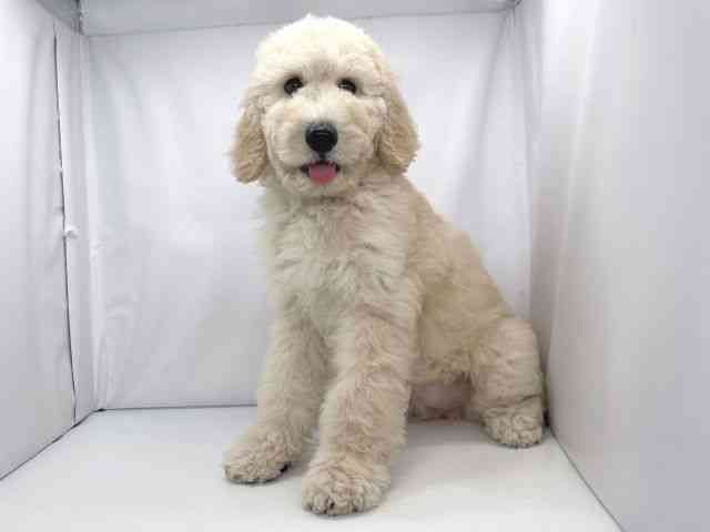 兵庫県のスタンダードプードル (ひごペットフレンドリーイオンタウン加古川店/2025年8月23日生まれ/男の子/クリーム)の子犬の2枚目の画像