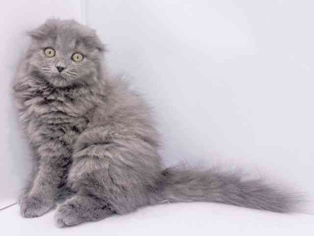 大阪府のスコティッシュフォールド (ひごペットフレンドリーイズミヤショッピングセンター千里丘店/2025年8月23日生まれ/女の子/ブルー)の子猫の2枚目の画像