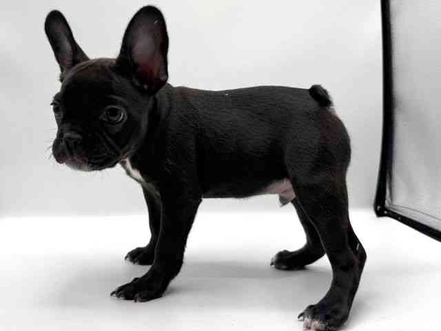 愛知県のフレンチブルドッグ (ひごペットフレンドリープライムツリー赤池店/2025年8月16日生まれ/男の子/ブラック)の子犬の2枚目の画像