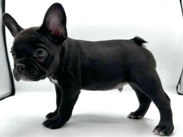 愛知県のフレンチブルドッグ (ひごペットフレンドリープライムツリー赤池店/2025年8月16日生まれ/男の子/ブラック)の子犬の2枚目の画像
