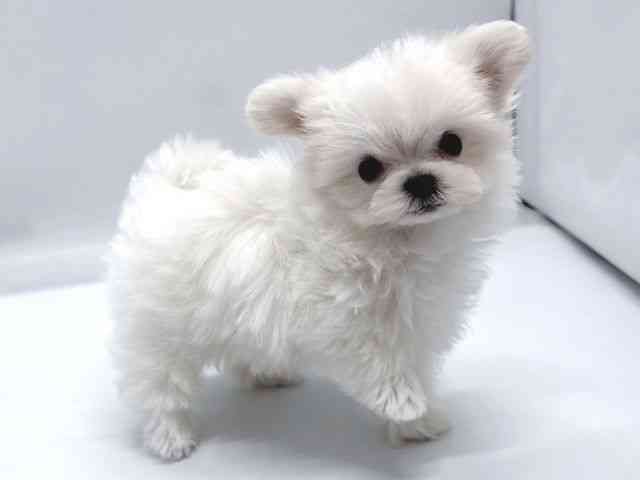 京都府のチワマル/マルチワ(チワワ×マルチーズ) (ひごペットフレンドリー京都店/2025年8月22日生まれ/男の子/ホワイト)の子犬の2枚目の画像