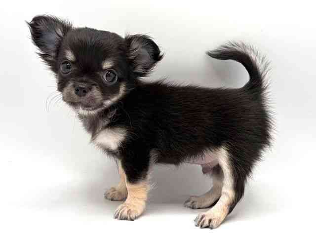 奈良県のチワワ(ロング) (ひごペットフレンドリー田原本店/2025年8月23日生まれ/男の子/ブラッククリーム)の子犬の2枚目の画像