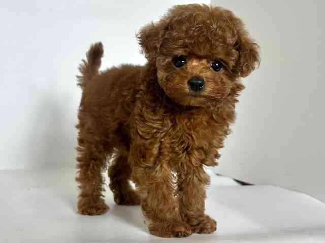 大阪府のトイプードル(トイ) (ひごペットフレンドリーアクロスプラザ住之江店/2025年8月23日生まれ/女の子/レッド)の子犬の2枚目の画像