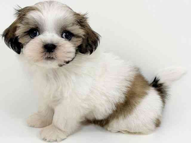 京都府のマルズー/マルシーズ(マルチーズ×シーズー) (ひごペットフレンドリーイズミヤショッピングセンター八幡店/2025年8月24日生まれ/女の子/ホワイトレッド)の子犬の2枚目の画像