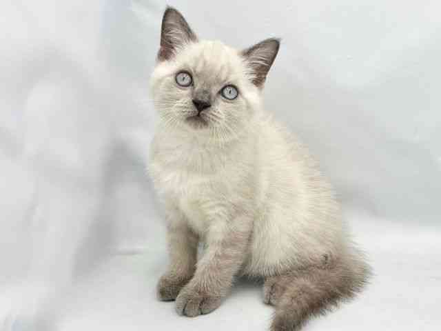 大阪府のブリティッシュショートヘアー (ひごペットフレンドリーイトーヨーカドー津久野店/2025年8月18日生まれ/男の子/ブルーポイント)の子猫の2枚目の画像