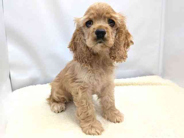 広島県のアメリカンコッカースパニエル (ひごペットフレンドリーゆめタウン廿日市店/2025年8月19日生まれ/女の子/バフ)の子犬の2枚目の画像