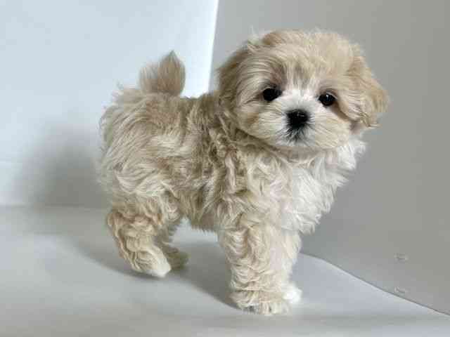 大阪府のマルプー(マルチーズ×プードル) (ひごペットフレンドリーアクロスプラザ住之江店/2025年8月23日生まれ/男の子/ホワイト)の子犬の2枚目の画像