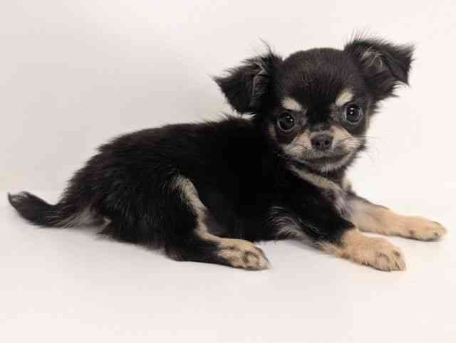 福岡県のチワワ(ロング) (ひごペットフレンドリーリバーウォーク北九州店/2025年8月23日生まれ/男の子/ブラッククリーム)の子犬の2枚目の画像