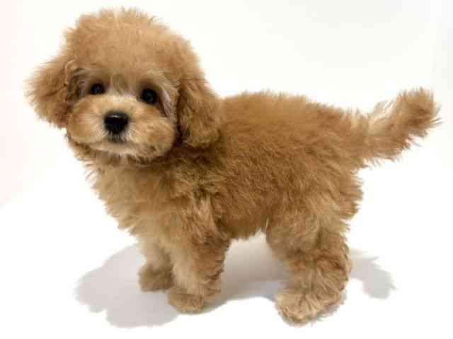 大阪府のトイプードル(トイ) (ひごペットフレンドリーイオン高槻店/2025年8月22日生まれ/女の子/レッド)の子犬の2枚目の画像