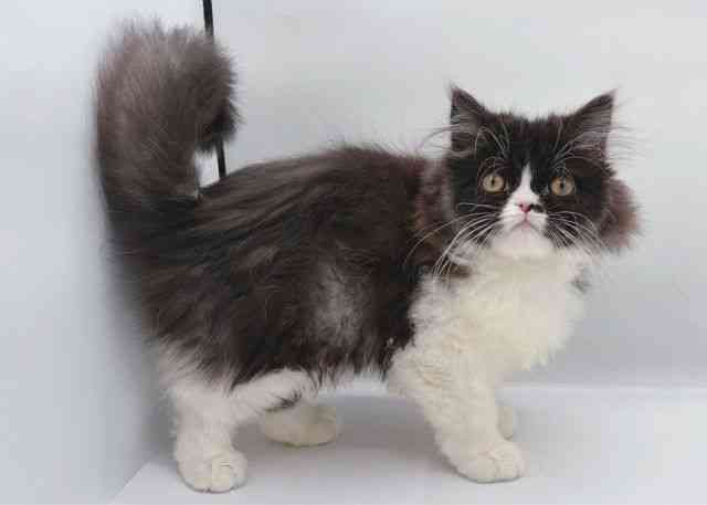 島根県のペルシャ (ひごペットフレンドリーイオン松江ショッピングセンター店/2025年8月20日生まれ/女の子/ブラックホワイト)の子猫の2枚目の画像