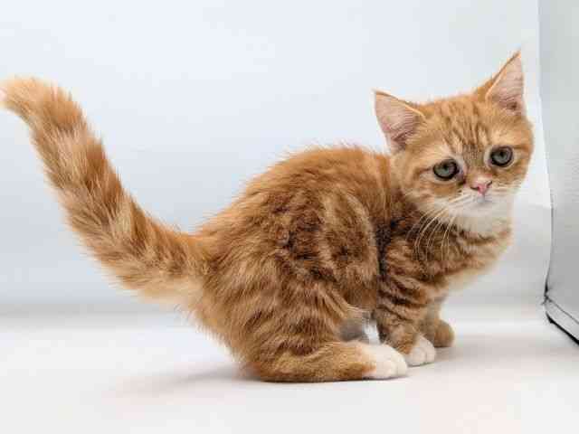 香川県のミヌエット (ひごペットフレンドリーゆめタウン高松店/2025年8月9日生まれ/男の子/レッドタビー)の子猫の2枚目の画像