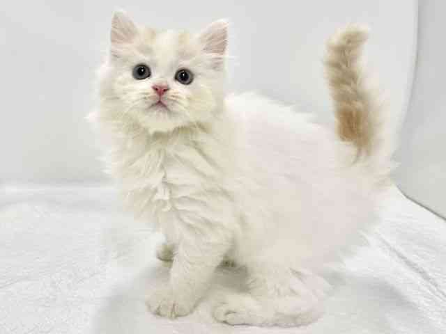 高知県のスコティッシュフォールド (ひごペットフレンドリーイオンモール高知店/2025年8月24日生まれ/男の子/レッドタビーホワイトバン)の子猫の2枚目の画像