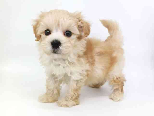 大阪府のハーフ犬・ミックス犬 (ひごペットフレンドリー泉ヶ丘店/2025年8月21日生まれ/男の子/クリーム)の子犬の2枚目の画像