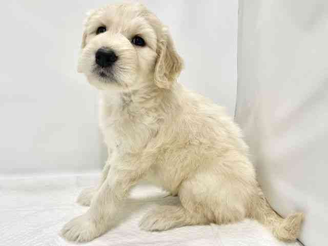 高知県のゴールデンドゥードゥル(ゴールデン×プードル) (ひごペットフレンドリーイオンモール高知店/2025年8月23日生まれ/男の子/クリーム)の子犬の2枚目の画像