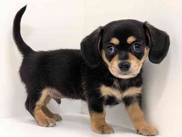 福岡県のチワックス(チワワ×ダックス) (ひごペットフレンドリーリバーウォーク北九州店/2025年8月21日生まれ/男の子/ブラックタン)の子犬の2枚目の画像