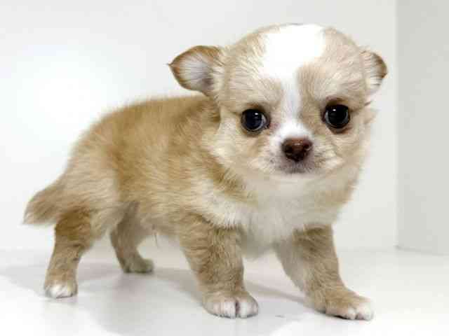 兵庫県のチワワ(ロング) (ひごペットフレンドリーイトーヨーカドー明石店/2025年8月23日生まれ/男の子/オレンジホワイト)の子犬の2枚目の画像