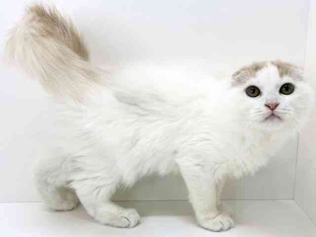 大阪府のスコティッシュフォールド (ひごペットフレンドリーいこらもーる泉佐野店/2025年8月24日生まれ/男の子/レッドタビーホワイトバン)の子猫の2枚目の画像