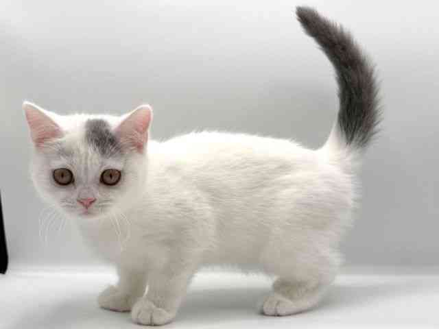 愛知県のブリティッシュショートヘアー (ひごペットフレンドリープライムツリー赤池店/2025年8月17日生まれ/女の子/ブルーホワイト)の子猫の2枚目の画像