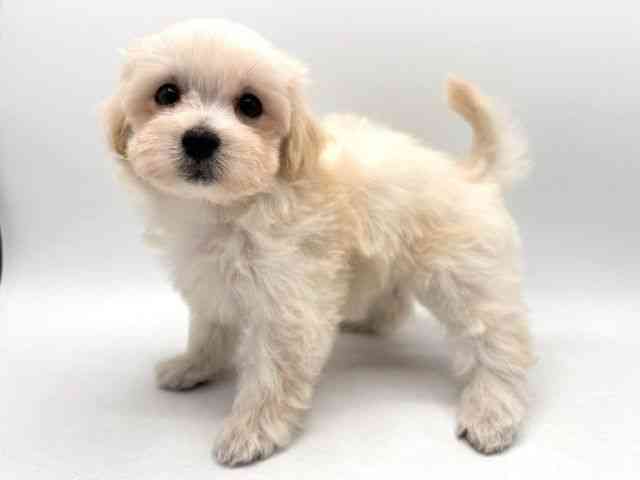 奈良県のマルプー(マルチーズ×プードル) (ひごペットフレンドリー田原本店/2025年8月22日生まれ/女の子/クリーム)の子犬の2枚目の画像