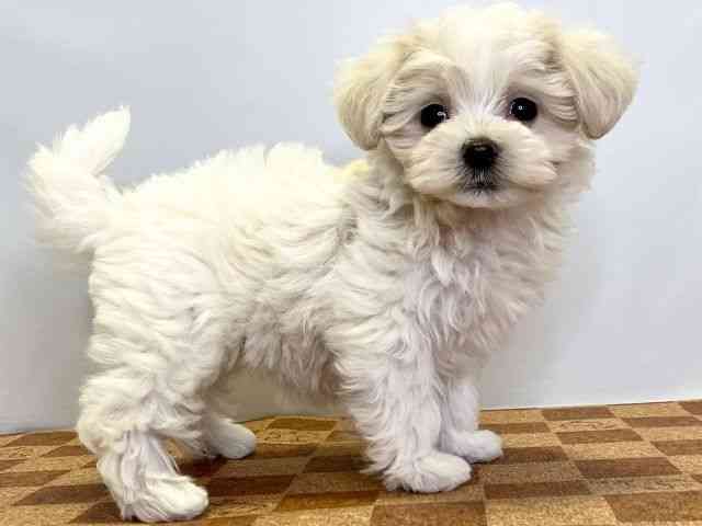 愛媛県のハーフ犬・ミックス犬 (ひごペットフレンドリーエミフルMASAKI店/2025年8月22日生まれ/女の子/クリーム)の子犬の2枚目の画像