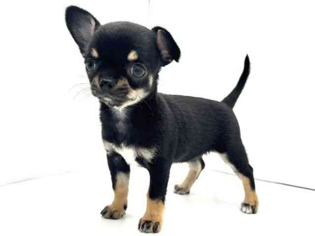 兵庫県のチワワ(スムース) (ひごペットフレンドリークラウンパーク伊丹店/2025年8月24日生まれ/女の子/ブラックタンホワイト)の子犬の2枚目の画像