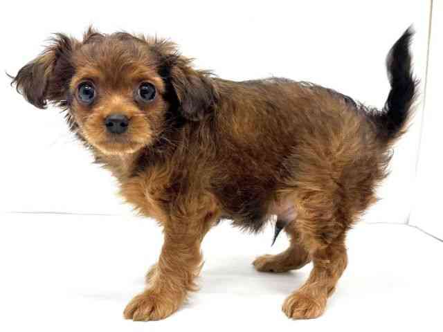 大阪府のチワプー/プーチー(チワワ×プードル) (ひごペットフレンドリーイオンタウン茨木太田店/2025年8月23日生まれ/男の子/レッド)の子犬の2枚目の画像