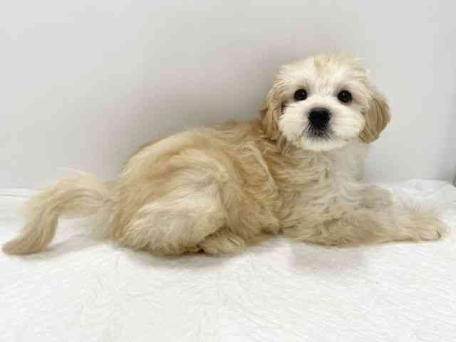 高知県のマルズー/マルシーズ(マルチーズ×シーズー) (ひごペットフレンドリーイオンモール高知店/2025年8月23日生まれ/男の子/ホワイト)の子犬の2枚目の画像