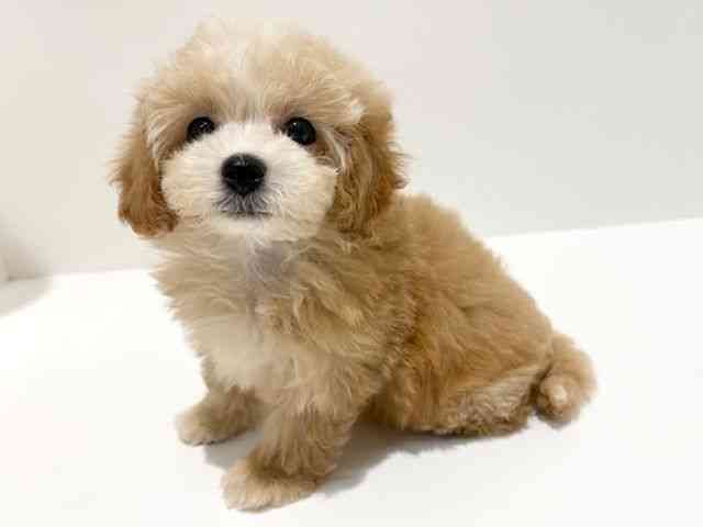 大阪府のマルズー/マルシーズ(マルチーズ×シーズー) (ひごペットフレンドリーイオン高槻店/2025年8月23日生まれ/女の子/アプリコット)の子犬の2枚目の画像