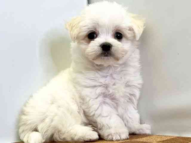 愛媛県のチワマル/マルチワ(チワワ×マルチーズ) (ひごペットフレンドリーエミフルMASAKI店/2025年8月22日生まれ/男の子/ホワイト)の子犬の2枚目の画像