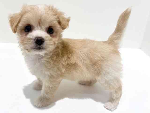 大阪府のチワマル/マルチワ(チワワ×マルチーズ) (ひごペットフレンドリーイオン高槻店/2025年8月22日生まれ/女の子/クリーム)の子犬の2枚目の画像