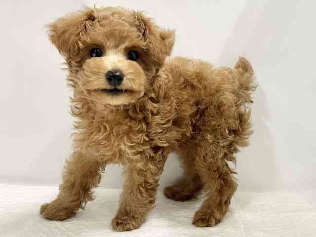 高知県のトイプードル(トイ) (ひごペットフレンドリーイオンモール高知店/2025年8月23日生まれ/男の子/レッド)の子犬の2枚目の画像