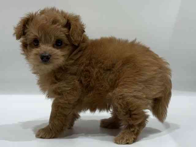 愛知県のポメプー(ポメラニアン×プードル) (ひごペットフレンドリーヴィアモール アピタ江南西店/2025年8月22日生まれ/男の子/レッド)の子犬の2枚目の画像