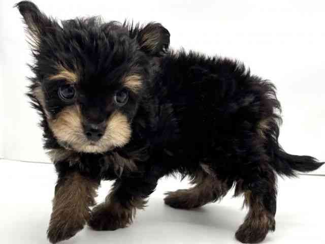 兵庫県のチワプー/プーチー(チワワ×プードル) (ひごペットフレンドリークラウンパーク伊丹店/2025年8月23日生まれ/男の子/クリーム)の子犬の2枚目の画像