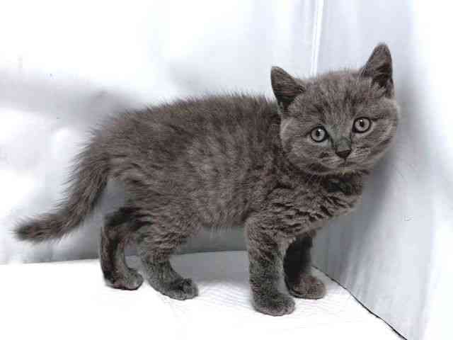 大阪府のブリティッシュショートヘアー (ひごペットフレンドリー堺プラットプラット店/2025年8月21日生まれ/男の子/ブルー)の子猫の2枚目の画像