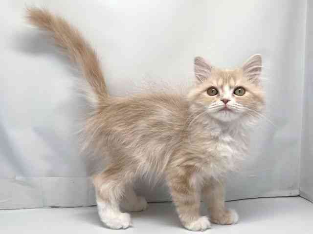 京都府のマンチカン (ひごペットフレンドリー洛北阪急スクエア店/2025年8月23日生まれ/女の子/クリームタビーホワイト)の子猫の2枚目の画像
