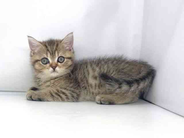 兵庫県のブリティッシュショートヘアー (ひごペットフレンドリーイオンタウン加古川店/2025年8月21日生まれ/女の子/ブラウンタビー)の子猫の2枚目の画像