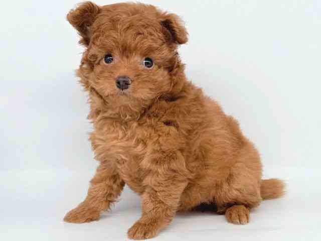 大阪府のポメプー(ポメラニアン×プードル) (ひごペットフレンドリー瓜破店/2025年8月15日生まれ/男の子/レッド)の子犬の2枚目の画像