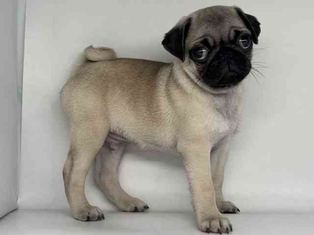 徳島県のパグ (ひごペットフレンドリーゆめタウン徳島店/2025年8月23日生まれ/男の子/フォーン)の子犬の2枚目の画像