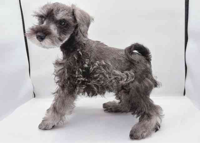 島根県のミニチュアシュナウザー (ひごペットフレンドリーイオン松江ショッピングセンター店/2025年8月25日生まれ/男の子/ソルトペッパー)の子犬の2枚目の画像