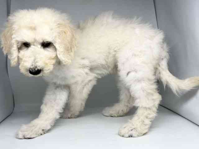 徳島県のスタンダードプードル (ひごペットフレンドリーゆめタウン徳島店/2025年8月23日生まれ/男の子/クリーム)の子犬の2枚目の画像