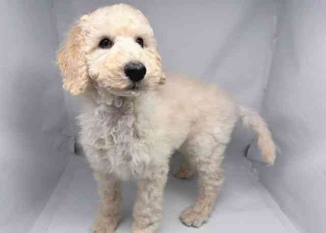 鳥取県のスタンダードプードル (ひごペットフレンドリーイオンモール鳥取北店/2025年8月23日生まれ/男の子/クリーム)の子犬の2枚目の画像