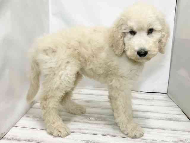 和歌山県のスタンダードプードル (ひごペットフレンドリーパームシティ和歌山店/2025年8月23日生まれ/男の子/クリーム)の子犬の2枚目の画像