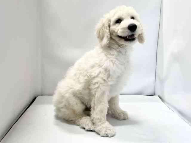 愛媛県のスタンダードプードル (ひごペットフレンドリーイオンモール今治新都市店/2025年8月23日生まれ/男の子/クリーム)の子犬の2枚目の画像