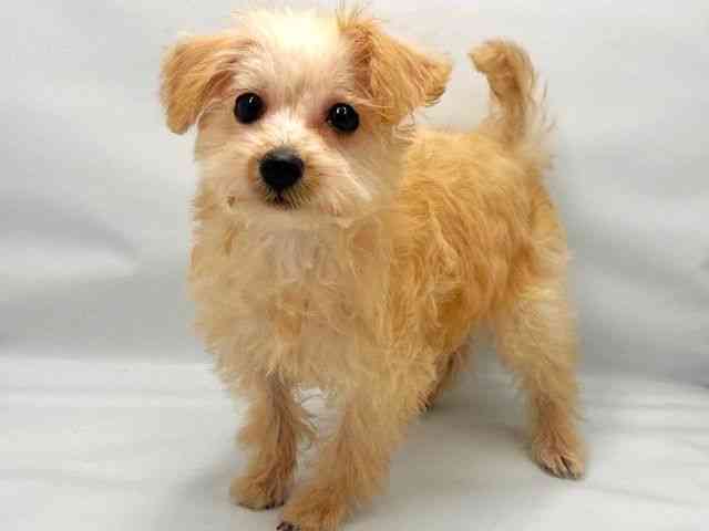 大阪府のシュナプー(シュナウザー×プードル) (ひごペットフレンドリー東淀川店/2025年8月13日生まれ/女の子/アプリコット)の子犬の2枚目の画像