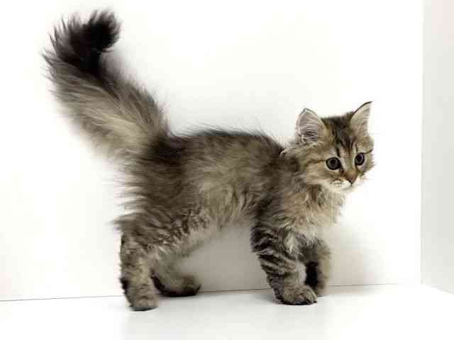 愛知県のペルシャ (ひごペットフレンドリーイトーヨーカドー知多店/2025年8月16日生まれ/男の子/チンチラゴールデン)の子猫の2枚目の画像