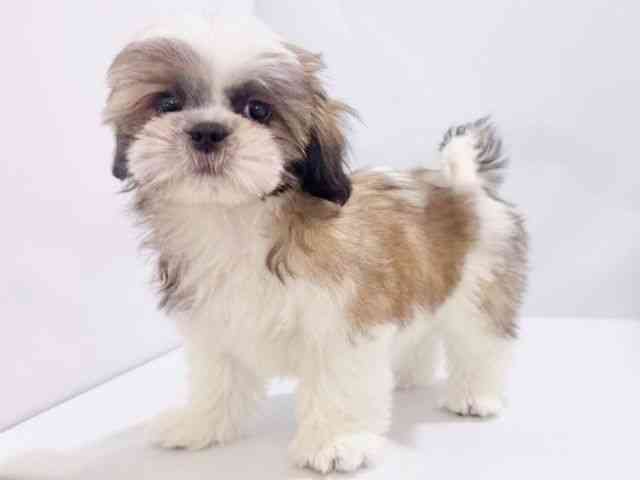 大阪府のシーズー (ひごペットフレンドリーイズミヤショッピングセンター千里丘店/2025年8月24日生まれ/男の子/ホワイトゴールド)の子犬の2枚目の画像