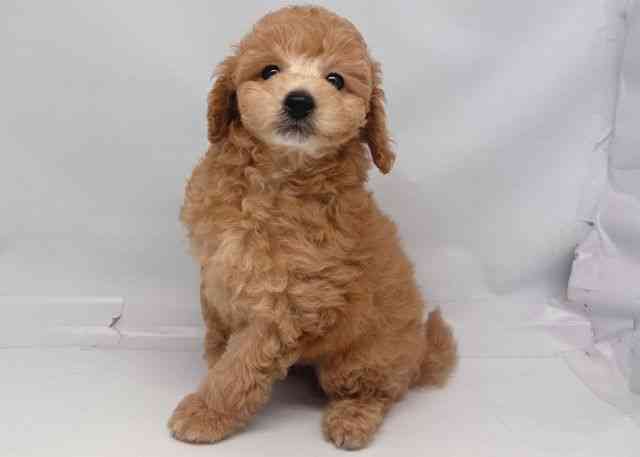 鳥取県のトイプードル(トイ) (ひごペットフレンドリーイオンモール鳥取北店/2025年8月23日生まれ/男の子/アプリコット)の子犬の2枚目の画像
