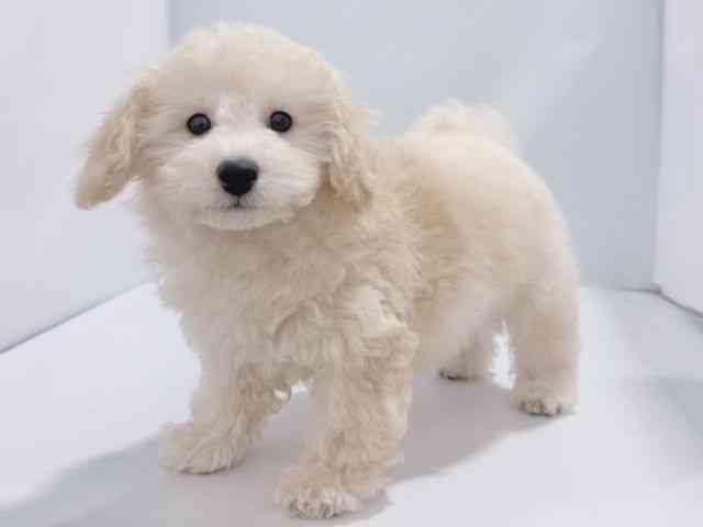 大阪府のトイプードル(トイ) (ひごペットフレンドリーイズミヤショッピングセンター千里丘店/2025年8月23日生まれ/男の子/クリーム)の子犬の2枚目の画像